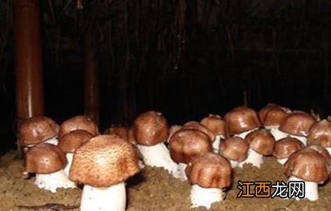 姬松茸的种植与管理 姬松茸生长对环境条件的要求