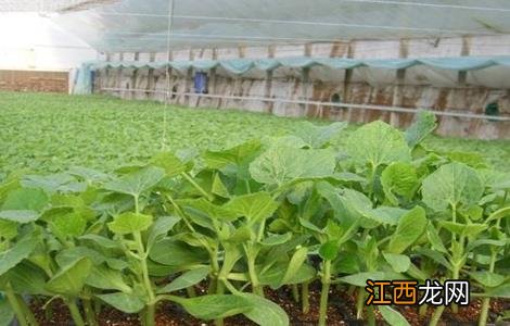 冬瓜种子的催芽方法 冬瓜种子的催芽方法i