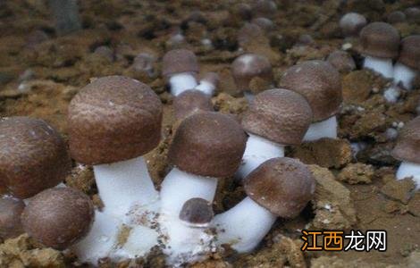 姬松茸该怎么种植 姬松茸该怎么种植视频