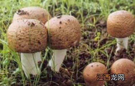 姬松茸该怎么种植 姬松茸该怎么种植视频