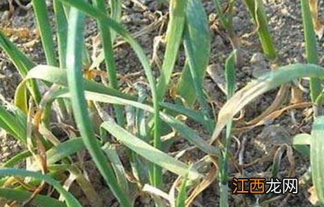 韭菜枯叶该怎么防治好 韭菜枯叶该怎么防治