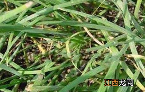 韭菜枯叶该怎么防治好 韭菜枯叶该怎么防治