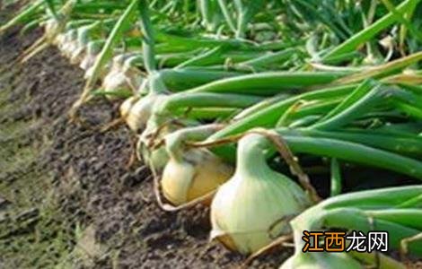洋葱畸形的原因及防治方法 洋葱常见病
