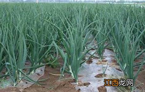 洋葱畸形的原因及防治方法 洋葱常见病