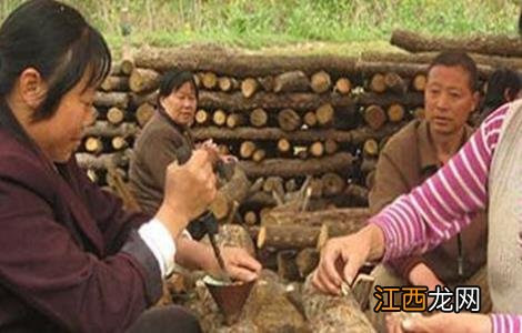 香菇有哪些接种方法 香菇有哪些接种方法呢