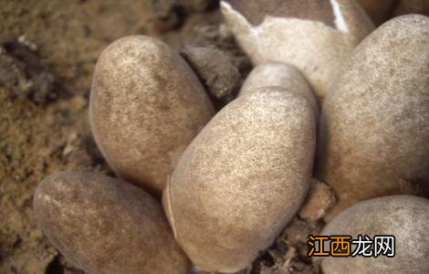 草菇死菇的原因是什么 草菇死菇的原因