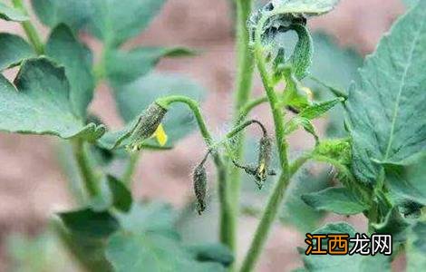 番茄的落花落果原因及预防措施 番茄的落花落果原因及预防措施