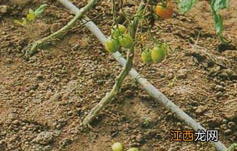 番茄的落花落果原因及预防措施 番茄的落花落果原因及预防措施