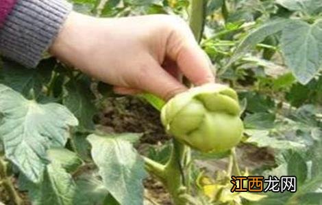 番茄的落花落果原因及预防措施 番茄的落花落果原因及预防措施