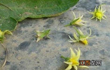 番茄的落花落果原因及预防措施 番茄的落花落果原因及预防措施