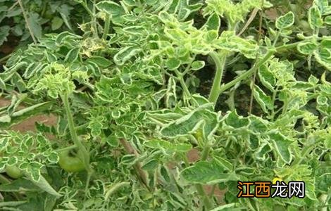 番茄卷叶的原因及防治方法 番茄卷叶的原因及防治方法有哪些