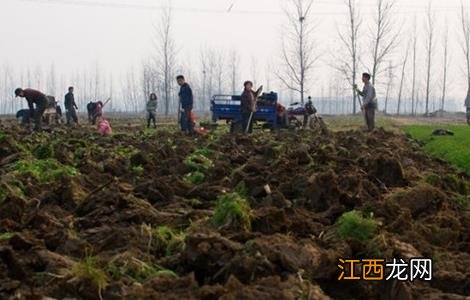 旱地怎么种植莲藕 旱地怎么种植莲藕种子