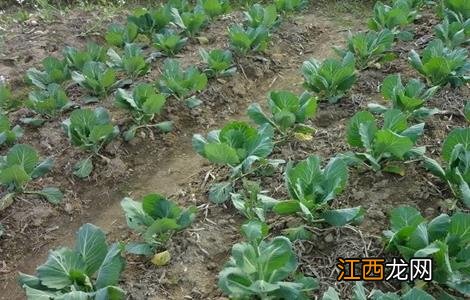 白菜移栽技术要点 白菜移栽技术要点和方法