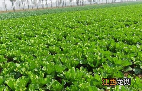 白菜移栽技术要点 白菜移栽技术要点和方法