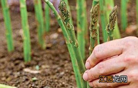 芦笋春季种植技巧 芦笋的种植方法和管理