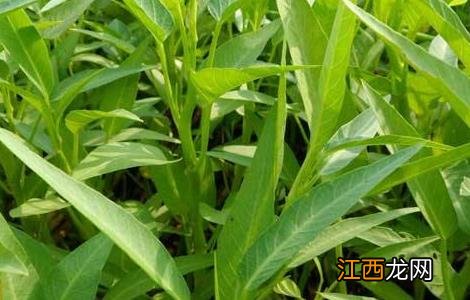 空心菜怎么施肥 空心菜怎么施肥管理