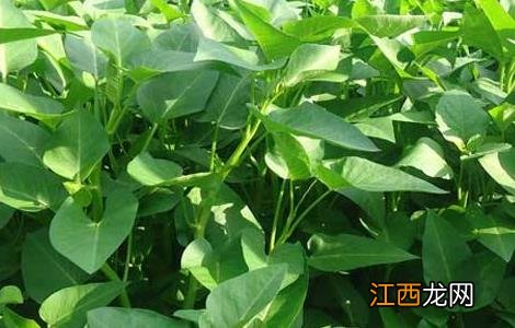 空心菜怎么施肥 空心菜怎么施肥管理