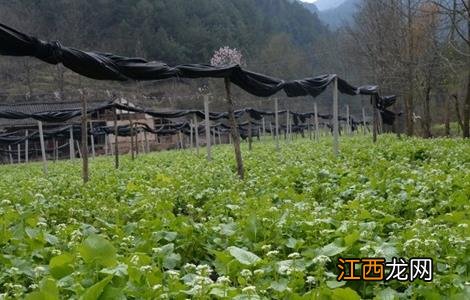 山葵的种植技术 山葵种植技术视频教程