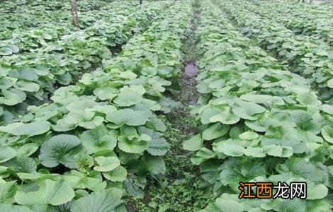 山葵的种植技术 山葵种植技术视频教程