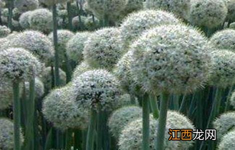 洋葱抽薹的预防措施 洋葱抽薹的预防措施是什么