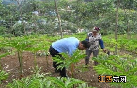 魔芋的施肥技术有哪些 魔芋的施肥技术