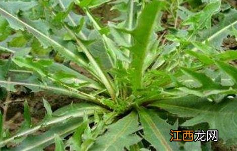 苦菊病虫害的防治方法图片 苦菊病虫害的防治方法