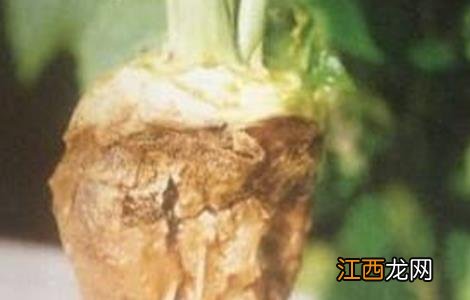 芥菜病虫害识别与防治 芥菜的病虫害防治方法