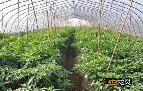 反季节蔬菜栽培的方式 蔬菜反季节栽培的基础