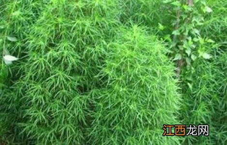 扫帚菜怎么种植 扫帚菜的种植方法