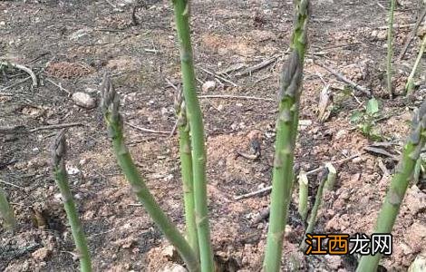 芦笋冬季田间管理技术 芦笋冬季如何田间管理