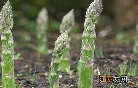 芦笋冬季田间管理技术 芦笋冬季如何田间管理