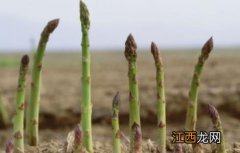 芦笋种植的环境要求 芦笋的生长环境要求