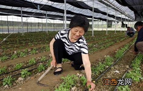 冰菜怎么种植方法 冰菜怎么种植