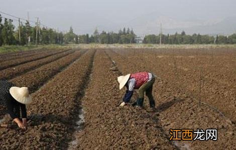 冰菜怎么种植方法 冰菜怎么种植