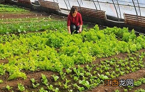 反季节大棚蔬菜种植技术 反季节大棚蔬菜种植技术视频