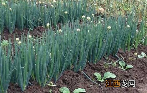 大葱的生长环境要求 种植大葱对环境的要求