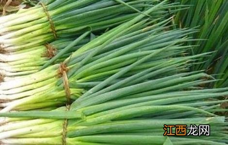 大葱的生长环境要求 种植大葱对环境的要求