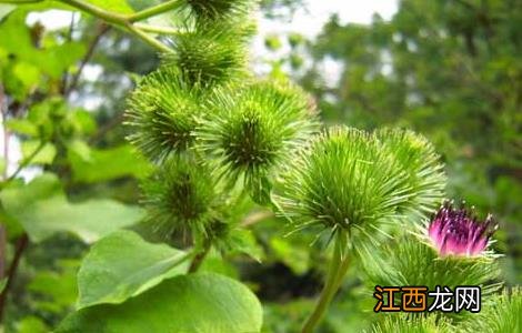 牛蒡的栽培管理 牛蒡的田间管理技术