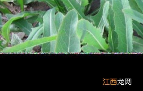 曲曲菜种植方法 曲菜怎么种