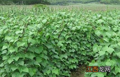 芸豆怎么施肥效果好 芸豆怎么施肥