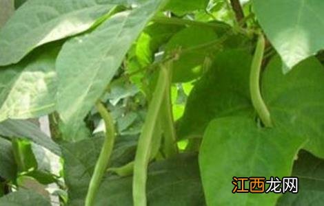 芸豆怎么施肥效果好 芸豆怎么施肥