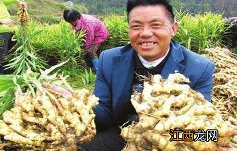 生姜膨大期的管理要点和措施 生姜膨大期的管理要点