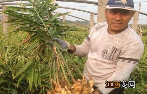 生姜膨大期的管理要点和措施 生姜膨大期的管理要点