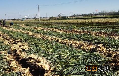 生姜膨大期的管理要点和措施 生姜膨大期的管理要点