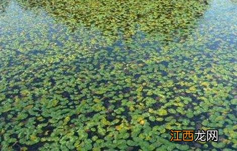 莼菜的养殖方法 莼菜的种植方法