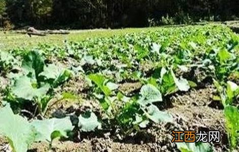 油菜僵苗的原因及防治方法 油菜发生僵苗的防治方法