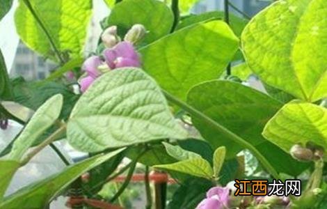 芸豆花期注意事项 花芸豆的禁忌