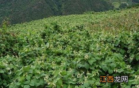 芸豆花期注意事项 花芸豆的禁忌