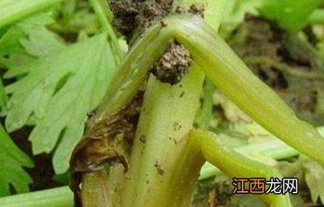 芹菜烂心的原因及防治方法 芹菜烂心的原因及防治方法图片