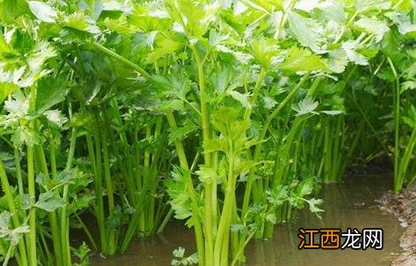 芹菜烂心的原因及防治方法 芹菜烂心的原因及防治方法图片